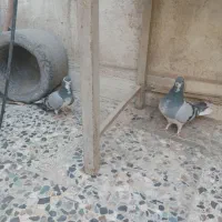 دمگیر خرقه