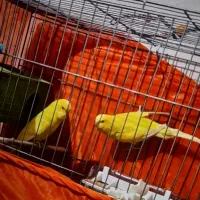 مرغ عشق ۸ تخم رام