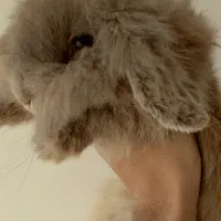 خرگوش لوپ گم شده