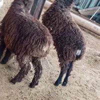 بره فروشی|حیوانات مزرعه|مسجد سلیمان, |دیوار