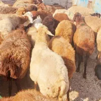 میش چاق بره نرینه فروش گوسفند زنده آگهی دارای فیلم|حیوانات مزرعه|مشهد, توس (بلوار توس)|دیوار