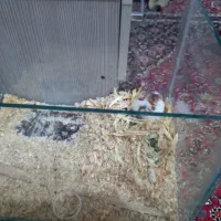 همستر با آکواریوم و پوشال|موش و خرگوش|کرج, پیشاهنگی|دیوار