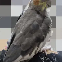 عروس هلندی نر