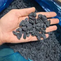 پخش انواع آجیل و خشکبار با کیفیت