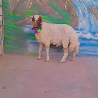 بره شیشک قوچ سنجابی اصل|حیوانات مزرعه|کاشمر, |دیوار