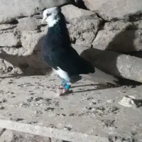 دوتا شازده سیاه