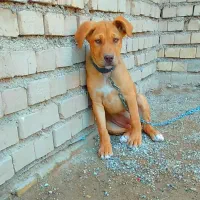 توله سگ پیتبول نر 3 ماهه