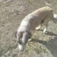 سگ ماده|سگ|گنبد کاووس, |دیوار