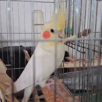 یک جفت عروس هلندی لوتینو|پرنده|کرمان, |دیوار