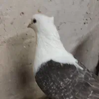 یه جفت پشت خوشگل|حیوانات|شیروان (خراسان), |دیوار