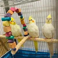 عروس هلندی یک جوفت و یک بچه ۶ ماه با قفس|پرنده|سراوان, |دیوار