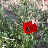 تور یک روزه مدیتیشن یوگا آرامش در طبیعت