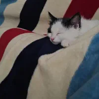 واگذاری بچه گربه دوماهه نر