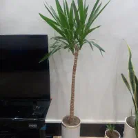 گلهای آپارتمانی