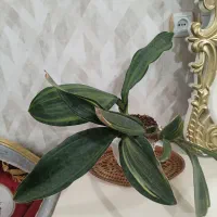 گیاه طبیعی سانسوریا