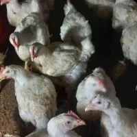 مرغ سبز ارگانیگ