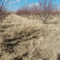 باغ سیب مرگور روستای هفت آباد 3500 متر