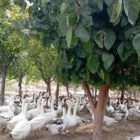 جوجه غاز20روزه|حیوانات مزرعه|شهریار, رزکان|دیوار