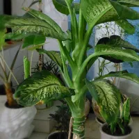 گل دیفن بسیار زیبا وشاداب