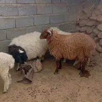 کارگر دامداری