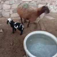 میش زاییده|حیوانات مزرعه|تربت جام, جامرود|دیوار