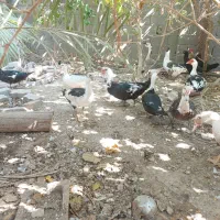 اردک روسی