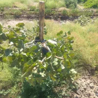 فروش باغ پسته و انگور فروش فوری