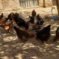تعدادی مرغ وخروس  محلی بفروش میرسد