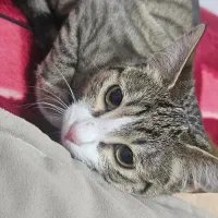 واگذاری گربه ۳ ماهه ماده dsh