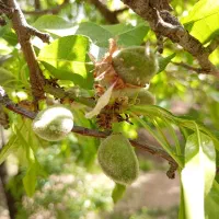 چاقاله بادام ی کولوچی بادوم