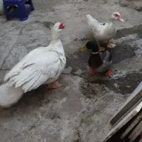 اردک‌اسرائلی‌-مرغابی