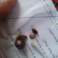 سنگ قیمتی