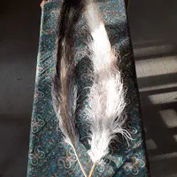 پر طبیعی شترمرغ جهت نظافت سنتور|سازهای سنتی|شیراز, قدوسی شرقی|دیوار