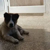 توله بومی|سگ|مبارکه, |دیوار