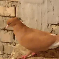 کبوتر|پرنده|خرمشهر, |دیوار