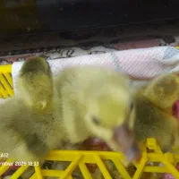 ۴ عدد جوجه غاز ۳ روزه|حیوانات مزرعه|گلوگاه بابل (گلیا), |دیوار