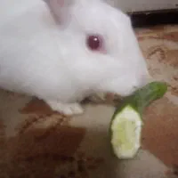 خرگوش سفید