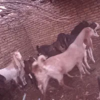 بز گلابی در فیض اباد محولات|حیوانات مزرعه|مه ولات, |دیوار