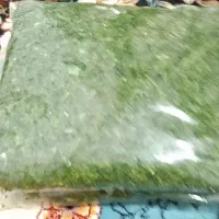 انواع سبزی ها