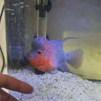 فلاور هورن تایلندی|ماهی|نسیم‌شهر, |دیوار