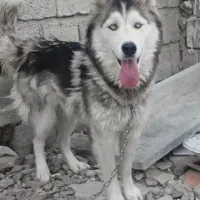 فروش سگ هاسکی