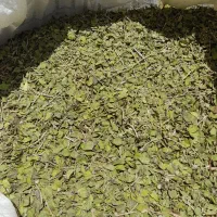 آویشن کوهی