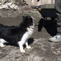 گربه مشکی|گربه|مرند, |دیوار