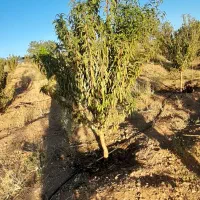 پیوند و هرس|خدمات باغبانی و درختکاری|شهرکرد, |دیوار