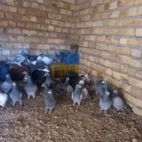 کبوتر مصافتی جفتی یک میلیون تومان