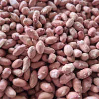 بادام آستانه