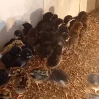 فروش ۵۰ عدد جوجه عربی|حیوانات مزرعه|رامشیر, |دیوار