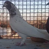 کفتر