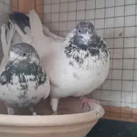 کله دوم سبز