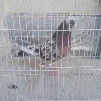 جفت لوتینو .قفس.کبوتر.لونه پرنده|پرنده|بوشهر, |دیوار